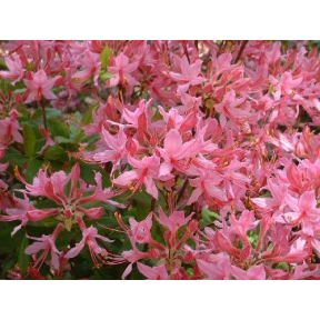 Rhododendron periclymenoides - Pinxter Bloom Azalea