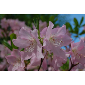 Rhododendron schlippenbachii - Royal Azalea