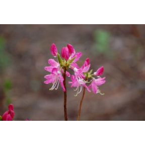 Rhododendron vaseyi  - Pinkshell Azalea