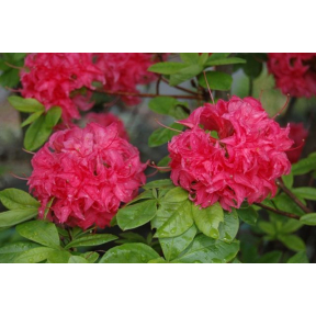 Rhododendron x 'Homebush' - Homebush Azalea