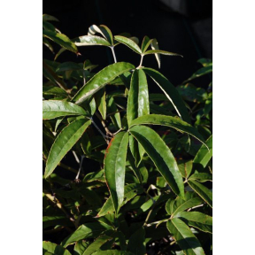 Rubus henryi var. bambusarum - Ornamental Raspberry