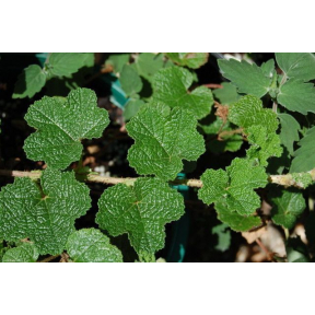 Rubus pentalobus 'Emerald Carpet' - Emerald Carpet Creeping Raspberry