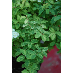 Spiraea nipponica 'VERSPI 1' Golden Glitter™ PPAF - Golden Glitter™ Nippon Spirea