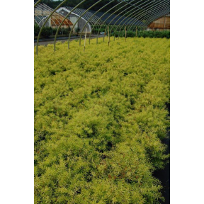 Spiraea thunbergii 'Ogon' - Golden Thunberg Spirea