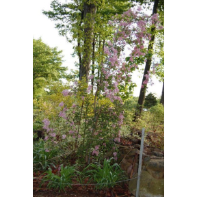 Syringa pubescens ssp. julianea 'Hers - Weeping Julian Lilac