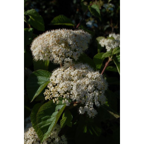 Viburnum dilatatum 'Henneke’ PP 12870 - Henneke Linden Viburnum