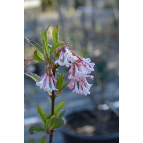Viburnum farreri 'Pink Dawn' - Pink Dawn Fragrant Viburnum