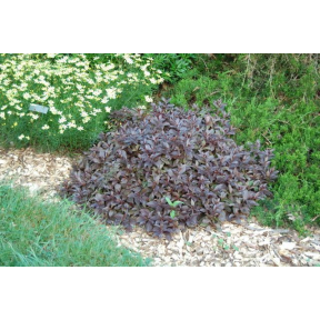 Weigela florida 'Elvera' - Elvera Weigela