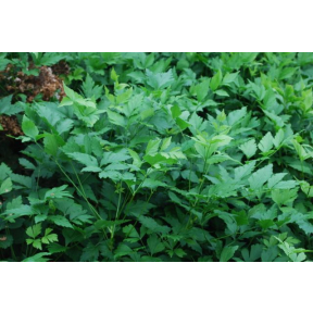 Xanthorhiza simplicissima - Yellowroot