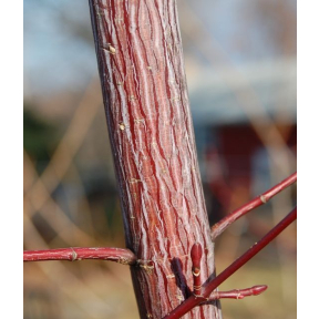 Acer davidii 'Serpentine' - Serpentine Snakebark Maple