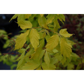 Acer negundo 'Kelly's Gold' - Kelly's Gold Boxelder