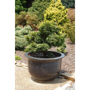 Acer palmatum 'Mikawa Yatsubusa' - Mikawa Yatsubusa Japanese Maple