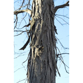 Carya ovata - Shagbark Hickory