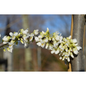Cercis canadensis ‘Vanilla Twist’ PP 22744 - Vanilla Twist Weeping Redbud