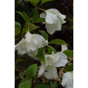 Cornus florida 'Eternal' PP 13069 - Eternal Flowering Dogwood