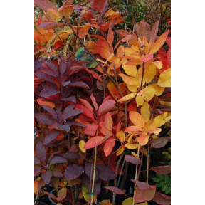 Cotinus obovatus - Smoke Tree