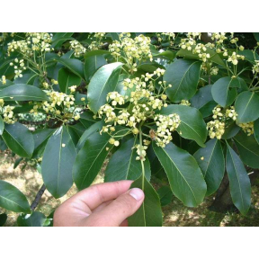 Euonymus grandiflorus - Spindletree