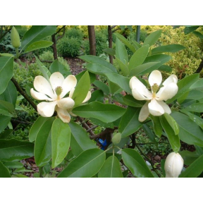 Magnolia virginiana 'Wilson' - Wilson Sweetbay Magnolia