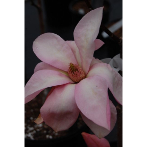 Magnolia x 'Blushing Belle' - Blushing Belle Hybrid Magnolia