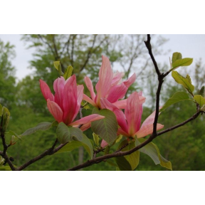 Magnolia x 'Daybreak' - Daybreak Hybrid Magnolia