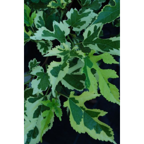 Morus alba 'Paper Dolls' - Paper Dolls White Mulberry