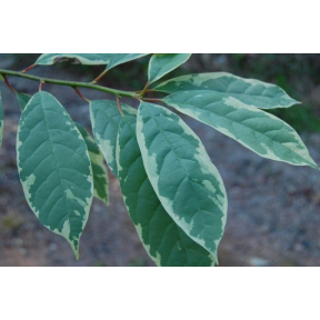 Nyssa sylvatica 'Sheri's Cloud' - Sheri's Cloud Black Tupelo