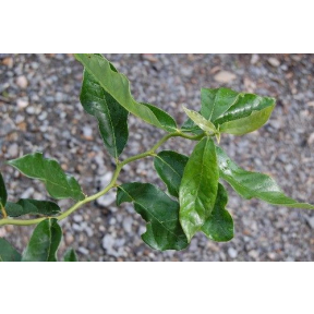 Nyssa sylvatica 'Zydeco Twist' - Contorted Black Tupelo