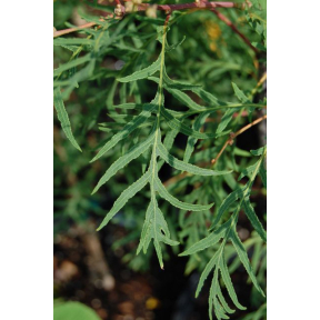 Quercus robur 'Filicifolia' - Cutleaf English Oak