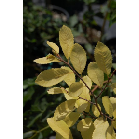 Ulmus parvifolia 'Golden Ray' - Golden Ray Lacebark Elm