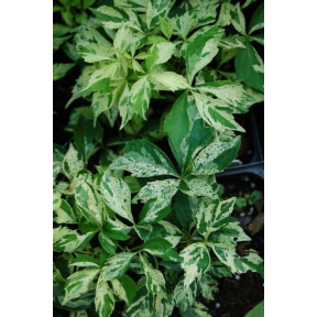 Parthenocissus quinquefolia 'Star Sparkler'- Star Sparkler Virginia Creeper