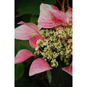 Schizophragma hydrangeoides 'Roseum' - Pink Japanese Hydrangea Vine
