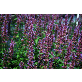 Agastache x 'Purple Haze' - Purple Haze Anise Hyssop