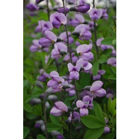 Baptisia x 'Purple Smoke' - Purple Smoke Wild Indigo