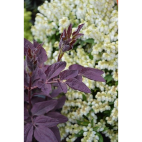 Clematis recta 'Midnight Masquerade' - Midnight Masquerade Upright Clematis  