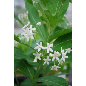 Cynanchum ascyrifolium - Cruel Plant; Mosquito Trap Plant