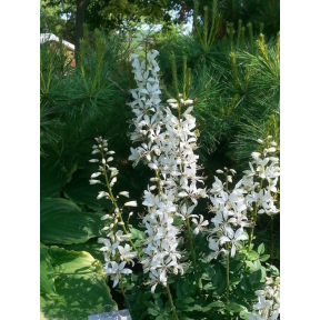 Dictamnus albus 'Albiflorus' - White Gas Plant