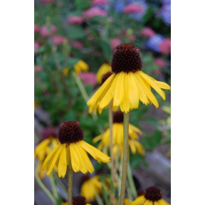 Echinacea paradoxa - Yellow Coneflower