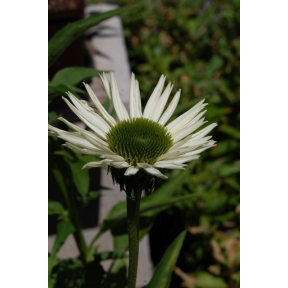 Echinacea purpurea 'Virgin'  PP 18684 - Virgin Coneflower