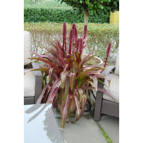 Eucomis x 'Sparkling Burgundy' - Sparkling Burgundy Pineapple Lily