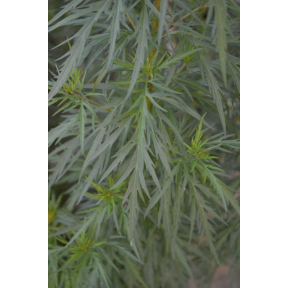 Eupatorium x 'Hagoromo' - Hagoromo Japanese Joe Pye Weed