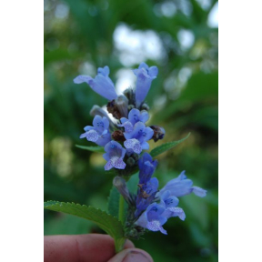 Nepeta kubanica - Large-Flowered Catmint