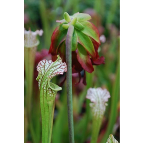 Sarracenia leucophylla 'Tarnock' - Tarnock Pitcher Plant