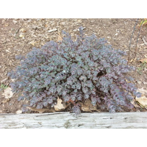 Sedum cauticola 'Lidakense' - Lidakense Stonecrop