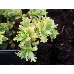 Sedum populifolium - Poplar Leaf Stonecrop