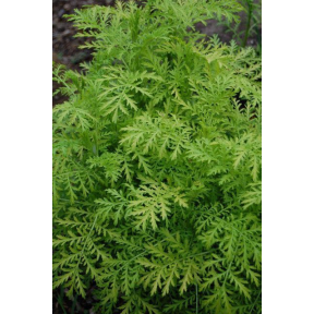 Tanacetum vulgare 'Isla Gold' - Isla Gold Tansy 