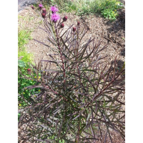 Vernonia angustifolia 'Plum Peachy' - Plum Peachy Narrow-Leaf Ironweed 
