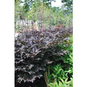 Actaea ramosa 'Chocoholic' PP 24821 - Chocoholic Snakeroot