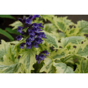 Ajuga incisa 'Bikun' - Frosted Jade Bugle Weed
