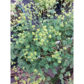 Alchemilla erythropoda - Dwarf Lady's Mantle