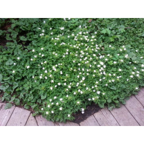 Anemone nemerosa 'Alba' - White Wood Anemone